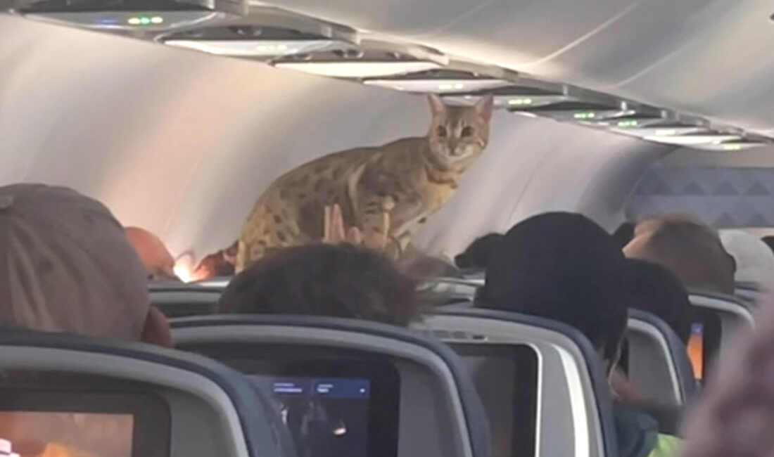 Geçen sene Türk Hava Yolları (THY) uçuşunda bir kedinin kabinde